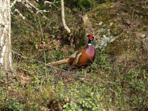 <img300*0:stuff/z/558/Pheasant%2520pictures/P4297489.JPG>