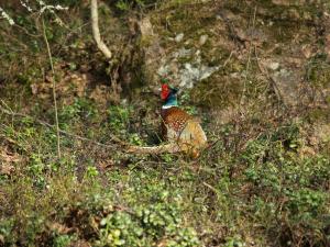 <img300*0:stuff/z/558/Pheasant%2520pictures/P4297490.JPG>