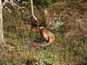 <img300*0:stuff/z/558/Pheasant%2520pictures/P4297491.JPG>