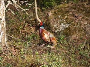<img300*0:stuff/z/558/Pheasant%2520pictures/P4297492.JPG>