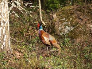 <img300*0:stuff/z/558/Pheasant%2520pictures/P4297493.JPG>