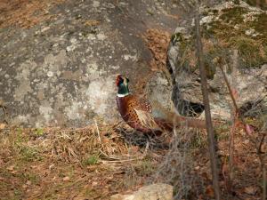 <img300*0:stuff/z/558/Pheasant%2520pictures/P4297494.JPG>