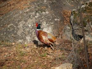 <img300*0:stuff/z/558/Pheasant%2520pictures/P4297495.JPG>
