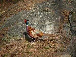 <img300*0:stuff/z/558/Pheasant%2520pictures/P4297496.JPG>