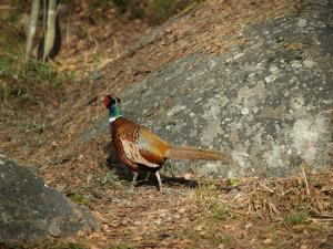 <img300*0:stuff/z/558/Pheasant%2520pictures/P4297497.JPG>