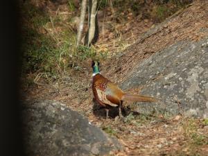 <img300*0:stuff/z/558/Pheasant%2520pictures/P4297498.JPG>