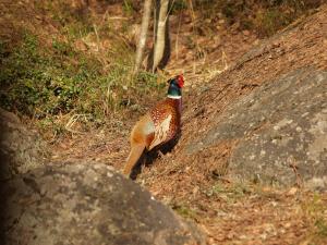 <img300*0:stuff/z/558/Pheasant%2520pictures/P4297499.JPG>