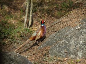 <img300*0:stuff/z/558/Pheasant%2520pictures/P4297500.JPG>