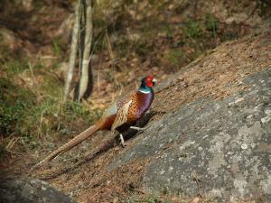 <img300*0:stuff/z/558/Pheasant%2520pictures/P4297501.JPG>