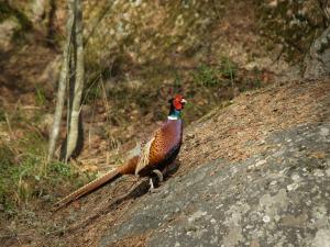 <img300*0:stuff/z/558/Pheasant%2520pictures/P4297502.JPG>