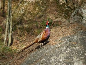 <img300*0:stuff/z/558/Pheasant%2520pictures/P4297503.JPG>