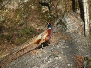 <img300*0:stuff/z/558/Pheasant%2520pictures/P4297504.JPG>
