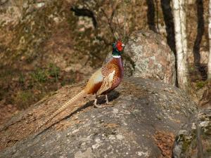 <img300*0:stuff/z/558/Pheasant%2520pictures/P4297505.JPG>