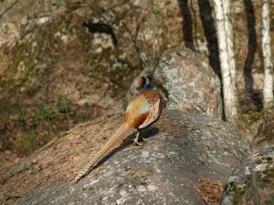 <img300*0:stuff/z/558/Pheasant%2520pictures/P4297506.JPG>