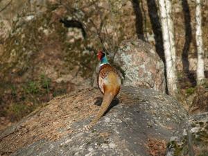 <img300*0:stuff/z/558/Pheasant%2520pictures/P4297507.JPG>