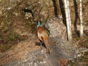 <img300*0:stuff/z/558/Pheasant%2520pictures/P4297508.JPG>