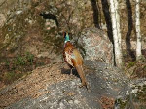 <img300*0:stuff/z/558/Pheasant%2520pictures/P4297509.JPG>