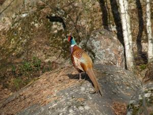 <img300*0:stuff/z/558/Pheasant%2520pictures/P4297510.JPG>