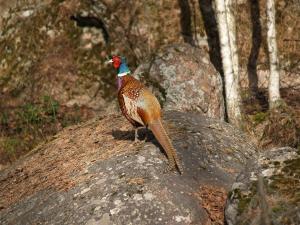 <img300*0:stuff/z/558/Pheasant%2520pictures/P4297511.JPG>