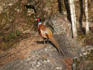 <img300*0:stuff/z/558/Pheasant%2520pictures/P4297512.JPG>