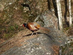 <img300*0:stuff/z/558/Pheasant%2520pictures/P4297513.JPG>