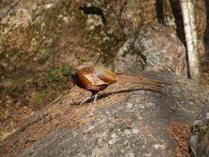 <img300*0:stuff/z/558/Pheasant%2520pictures/P4297514.JPG>