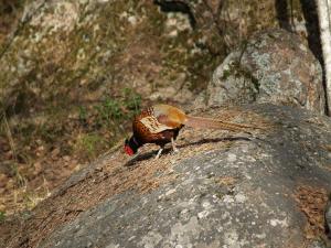 <img300*0:stuff/z/558/Pheasant%2520pictures/P4297515.JPG>