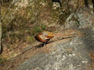 <img300*0:stuff/z/558/Pheasant%2520pictures/P4297516.JPG>