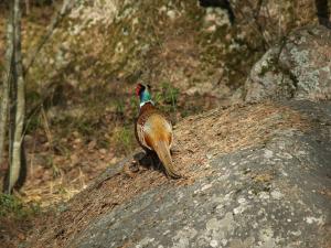 <img300*0:stuff/z/558/Pheasant%2520pictures/P4297517.JPG>