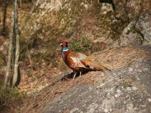 <img300*0:stuff/z/558/Pheasant%2520pictures/P4297518.JPG>