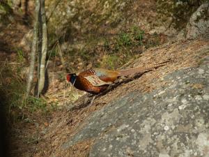 <img300*0:stuff/z/558/Pheasant%2520pictures/P4297519.JPG>