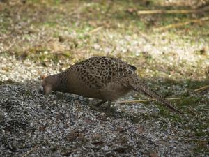 <img300*0:stuff/z/558/Pheasant%2520pictures/PH4297464.JPG>