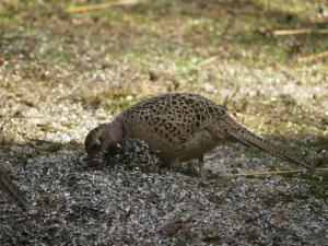 <img300*0:stuff/z/558/Pheasant%2520pictures/PH4297465.JPG>
