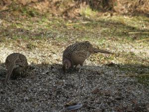 <img300*0:stuff/z/558/Pheasant%2520pictures/PH4297467.JPG>
