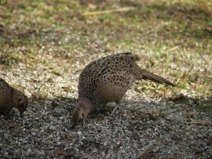 <img300*0:stuff/z/558/Pheasant%2520pictures/PH4297468.JPG>
