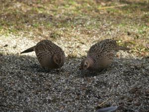 <img300*0:stuff/z/558/Pheasant%2520pictures/PH4297470.JPG>
