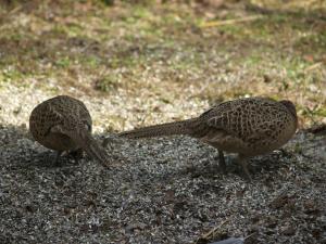 <img300*0:stuff/z/558/Pheasant%2520pictures/PH4297472.JPG>