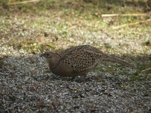 <img300*0:stuff/z/558/Pheasant%2520pictures/PH4297480.JPG>