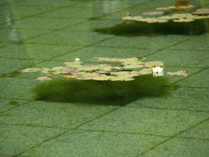 <img300*0:stuff/z/558/Photos%2520of%2520a%2520garden/P6213022.JPG>