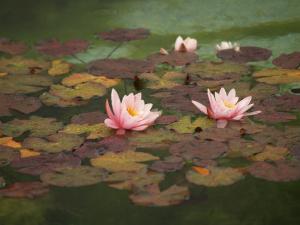 <img300*0:stuff/z/558/Photos%2520of%2520a%2520garden/P6213029.JPG>