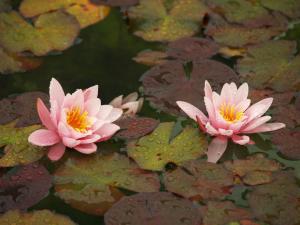 <img300*0:stuff/z/558/Photos%2520of%2520a%2520garden/P6213030.JPG>