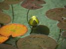 Photos of a Garden