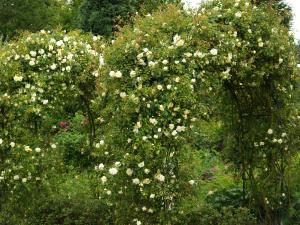 <img300*0:stuff/z/558/Photos%2520of%2520a%2520garden/P6213056.JPG>