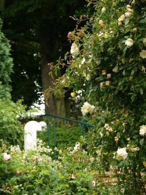 <img300*0:stuff/z/558/Photos%2520of%2520a%2520garden/P6213061.JPG>