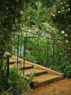 <img300*0:stuff/z/558/Photos%2520of%2520a%2520garden/P6213062.JPG>