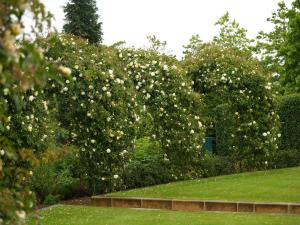<img300*0:stuff/z/558/Photos%2520of%2520a%2520garden/P6213063.JPG>