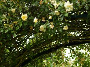 <img300*0:stuff/z/558/Photos%2520of%2520a%2520garden/P6213064.JPG>