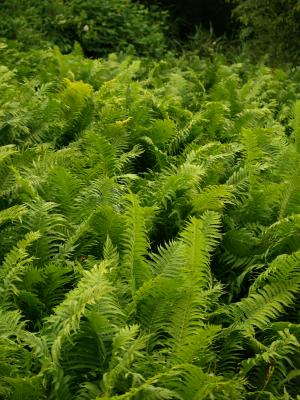 <img300*0:stuff/z/558/Photos%2520of%2520a%2520garden/P6213070.JPG>