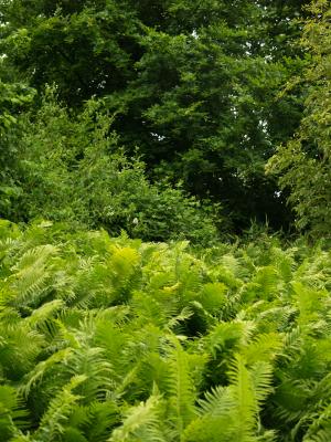 <img300*0:stuff/z/558/Photos%2520of%2520a%2520garden/P6213071.JPG>