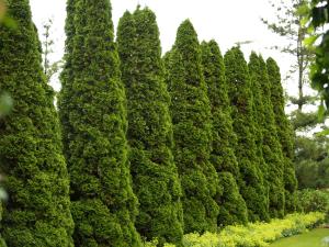 <img300*0:stuff/z/558/Photos%2520of%2520a%2520garden/P6213072.JPG>